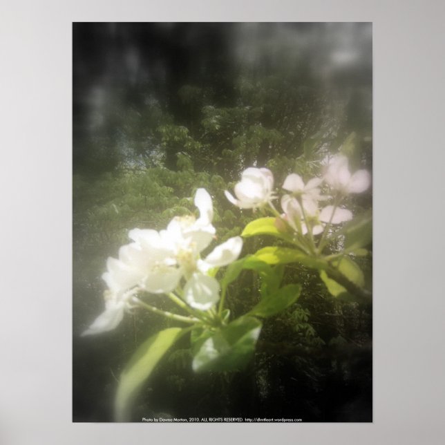 Póster flores de manzana #2, negro focal y blanco (Frente)