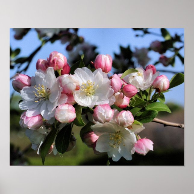 Póster Flores de manzana de primavera alegre (Frente)