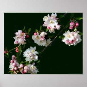 Póster Flores De Manzana Rosada Y Blanca