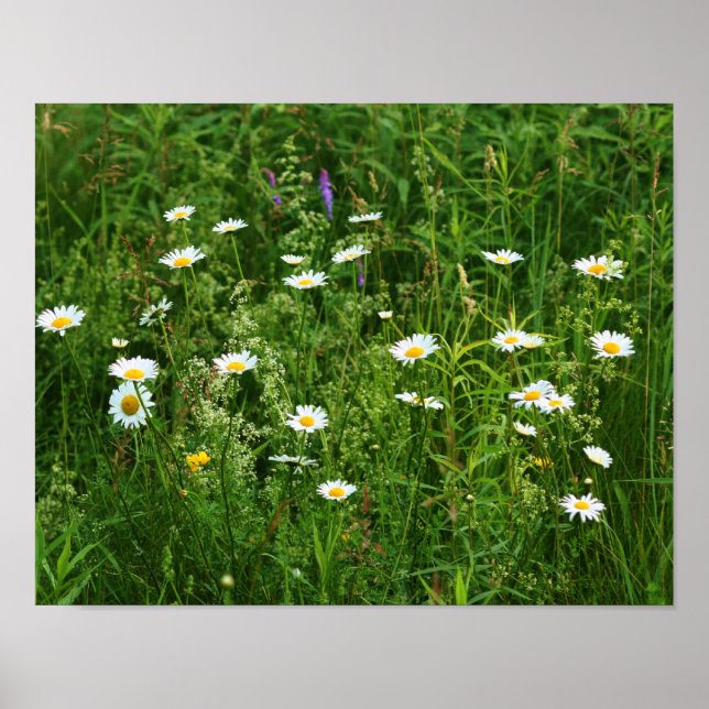 Póster Flores De Marea Blanca Silvestre En El Campo (Frente)
