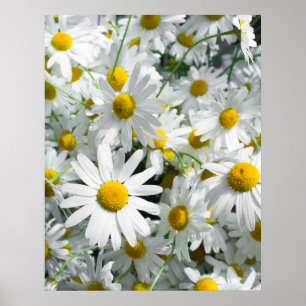 Póster flores de margarita