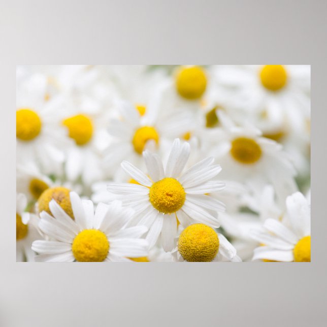 Póster Flores de margarita (Frente)