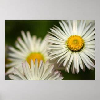 Póster Flores de margarita Floral Fotografía de la