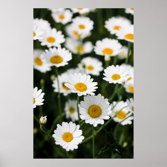 Póster Flores de margarita salvajes se acercan (Frente)