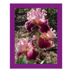 Póster Flores de marrón Floral Iris Irises Tarjeta de Día