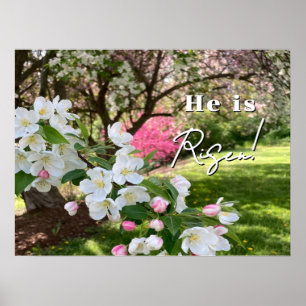 Póster Flores de Mayo Rosadas de Pascua