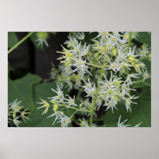 Póster Flores de Michigan Occidental