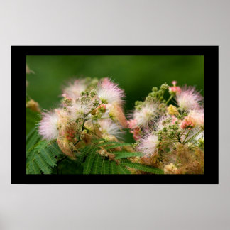 Póster Flores de mimosa