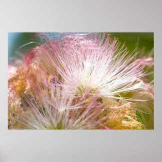 Póster Flores de mimosa