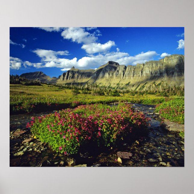 Póster Flores de mono en Logan Pass en Glacier National (Frente)