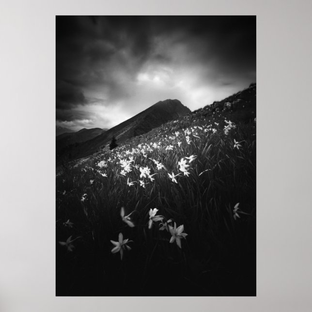 Póster Flores de narciso blancas en la oscuridad (Frente)
