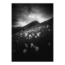 Flores de narciso blanco en la oscuridad