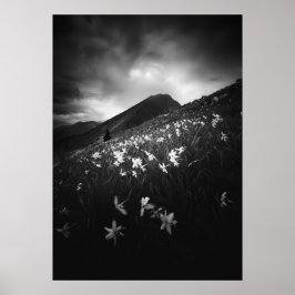 Póster Flores de narciso blanco en la oscuridad
