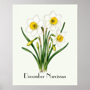 Póster Flores de Narciso de Diciembre