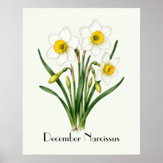 Póster Flores de Narciso de Diciembre