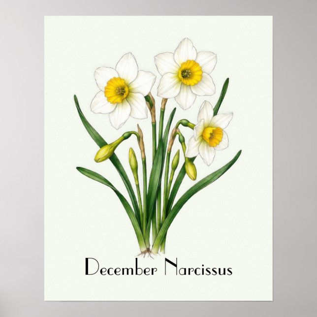 Póster Flores de Narciso de Diciembre (Frente)