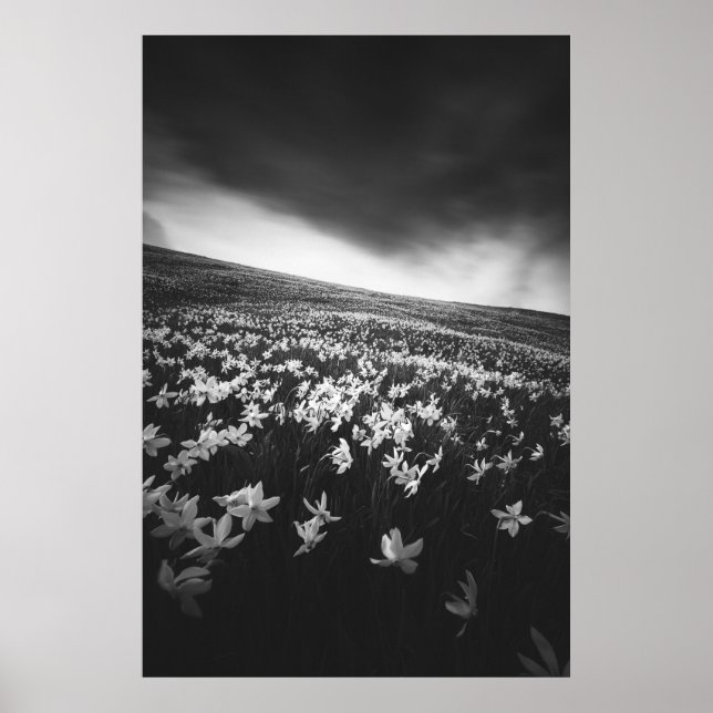 Póster Flores de Narciso en la montaña Golica, Eslovenia (Frente)