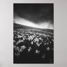 Póster Flores de Narciso en la montaña Golica, Eslovenia