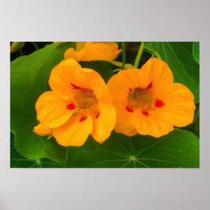 Póster Flores de Nasturtium