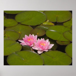 Póster Flores de nenúfares