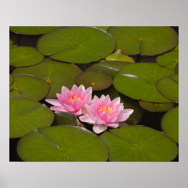 Póster Flores de nenúfares (Frente)
