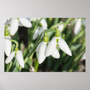 Póster Flores de nieve