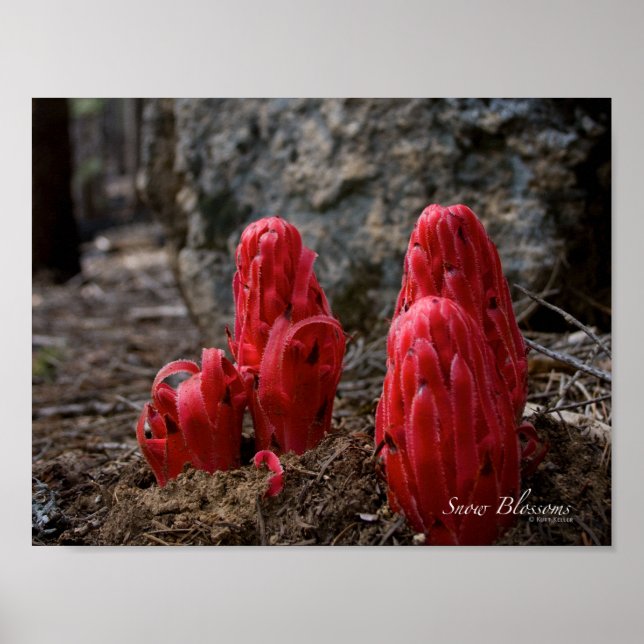 Póster Flores de nieve (Frente)