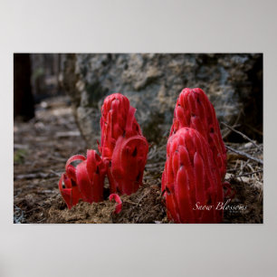 Póster Flores de nieve