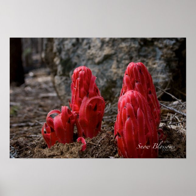 Póster Flores de nieve (Frente)
