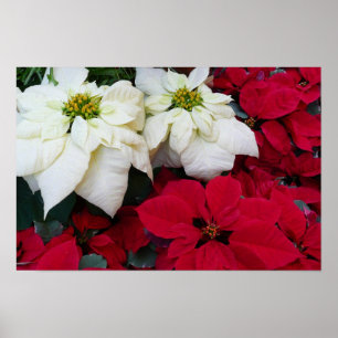 Póster Flores de Nochebuena Blancas y Rojas II Fiesta de
