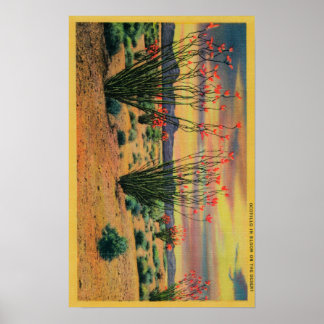 Póster Flores de Ocotillo en Bloom, California DesertStat