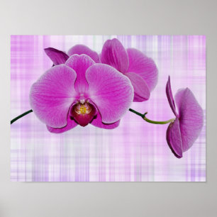 Póster Flores de orquídea