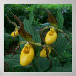 Póster Flores de orquídeas de grupo de damas amarillas