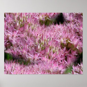Póster Flores de otoño rosadas multiplicadas por sedum