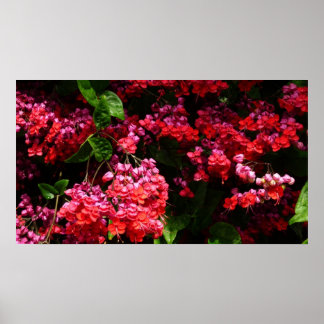 Póster Flores de pagoda coloridas rojas y rosadas