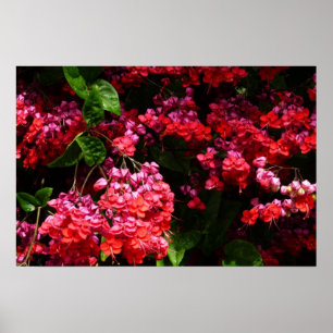 Póster Flores de pagoda coloridas rojas y rosadas