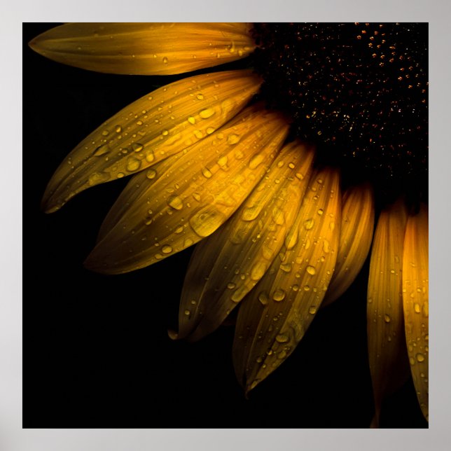 Póster Flores de patio trasero 28 girasol (Frente)