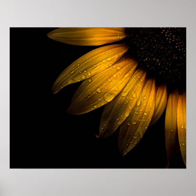 Póster Flores de patio trasero 28 girasol (Frente)