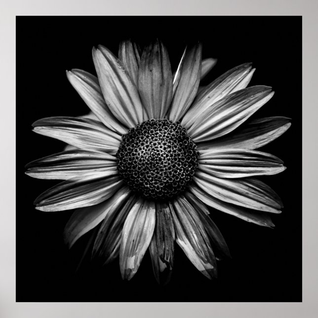 Póster Flores De Patio Trasero En Blanco Y Negro 18 (Frente)