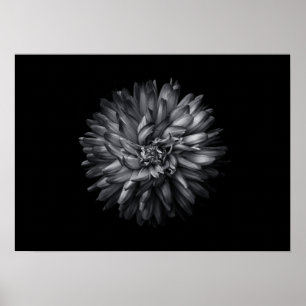 Póster Flores De Patio Trasero En Blanco Y Negro 20