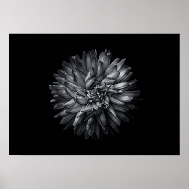 Póster Flores De Patio Trasero En Blanco Y Negro 20 (Frente)