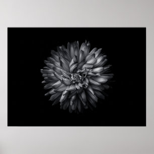 Póster Flores De Patio Trasero En Blanco Y Negro 20