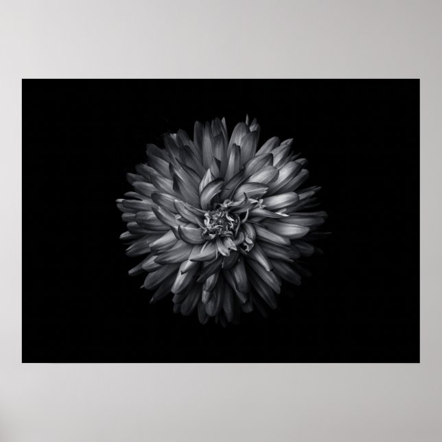 Póster Flores De Patio Trasero En Blanco Y Negro 20 (Frente)