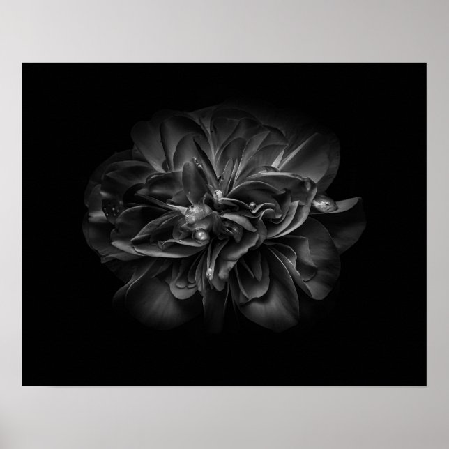 Póster Flores De Patio Trasero En Blanco Y Negro 67 (Frente)