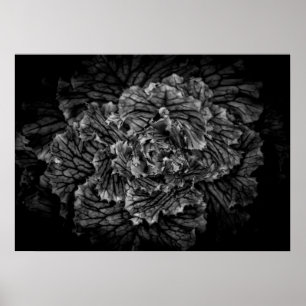 Póster Flores De Patio Trasero En Blanco Y Negro No 42