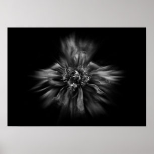 Póster Flores De Patio Trasero En Blanco Y Negro No 49 Fl