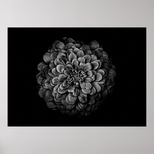 Póster Flores De Patio Trasero En Blanco Y Negro No 54 (Frente)
