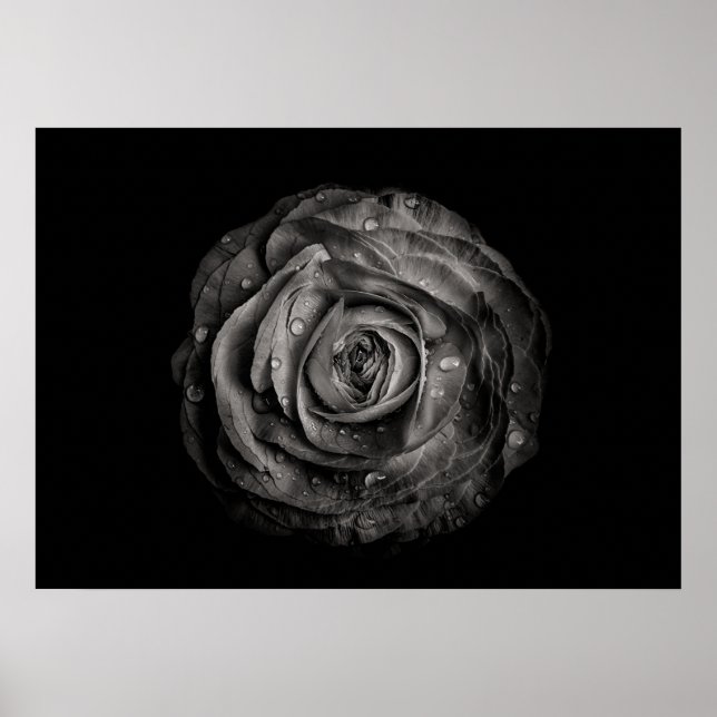 Póster Flores De Patio Trasero En Blanco Y Negro No 72 (Frente)