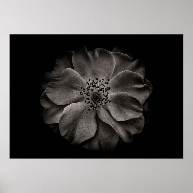 Póster Flores De Patio Trasero En Blanco Y Negro No 84 (Frente)