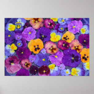 Póster Flores de pensamiento flotando en baño de pájaros